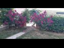 Apartementen Robi- swimming pool and beautiful garden A1-žuti(5), A2-crveni(5), A3(3+1) Kampor - Eiland Rab  - bloemen