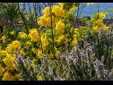 Vakantiehuizen Božena - nice garden: H(2+1) Poljica (Marina) - Riviera Trogir  - Kroatië  - bloemen